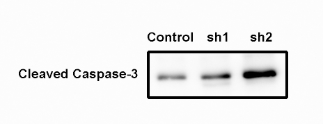 Human Mouse Cleaved Caspase3 Asp175 Antibody MAB835 Bio Techne