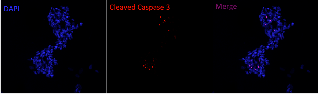 Human Mouse Cleaved Caspase Asp Antibody Mab Bio Techne