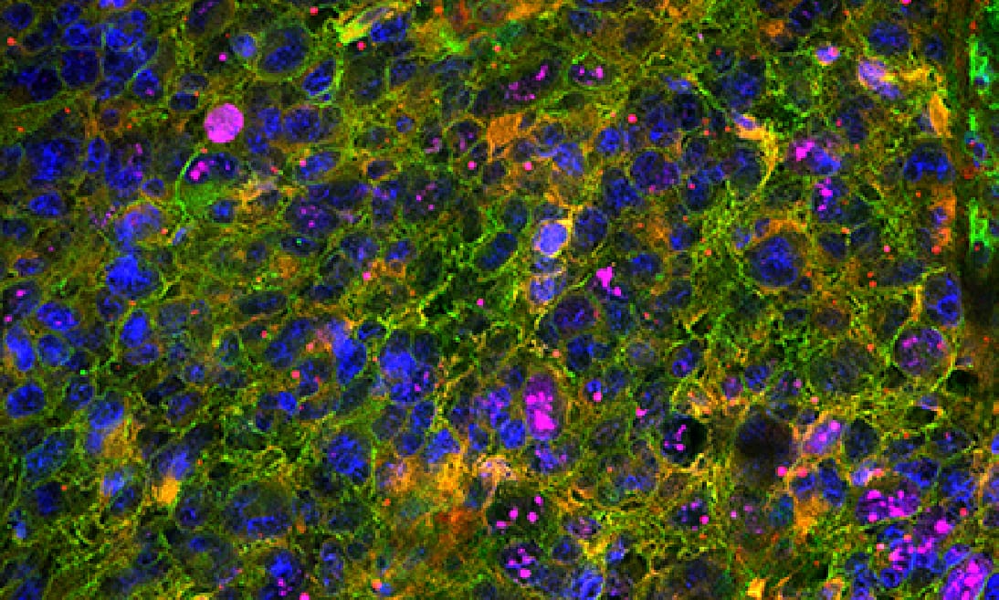 Expanded Conjugation for Primary Antibodies