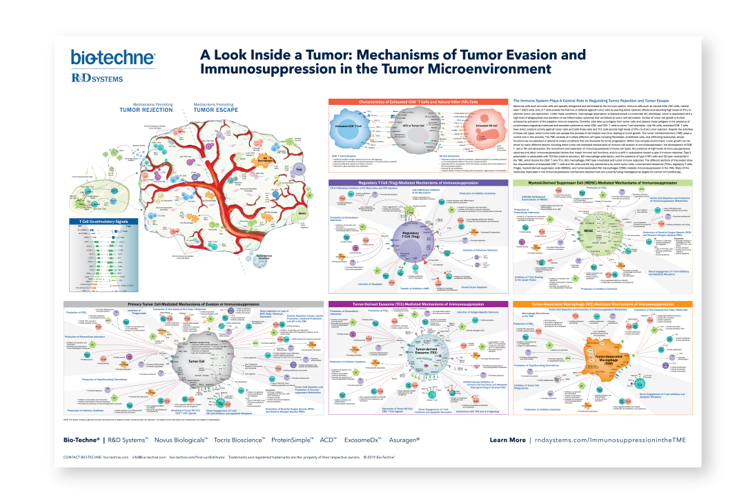 Mechanisms of Tumor Evasion and Immunosuppression in the Tumor Microenvironment Poster