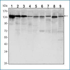 Western blot analysis of lysates from LNCAP (1), A431 (2), DU145 (3), PC-3 (4), MCF-7 (5), PC-12 (6), NIH/3T3 (7), C6 (8) and COS7 (9) cell lines using E-Cadherin antibody (clone 7H12) with HRP-ECL detection.