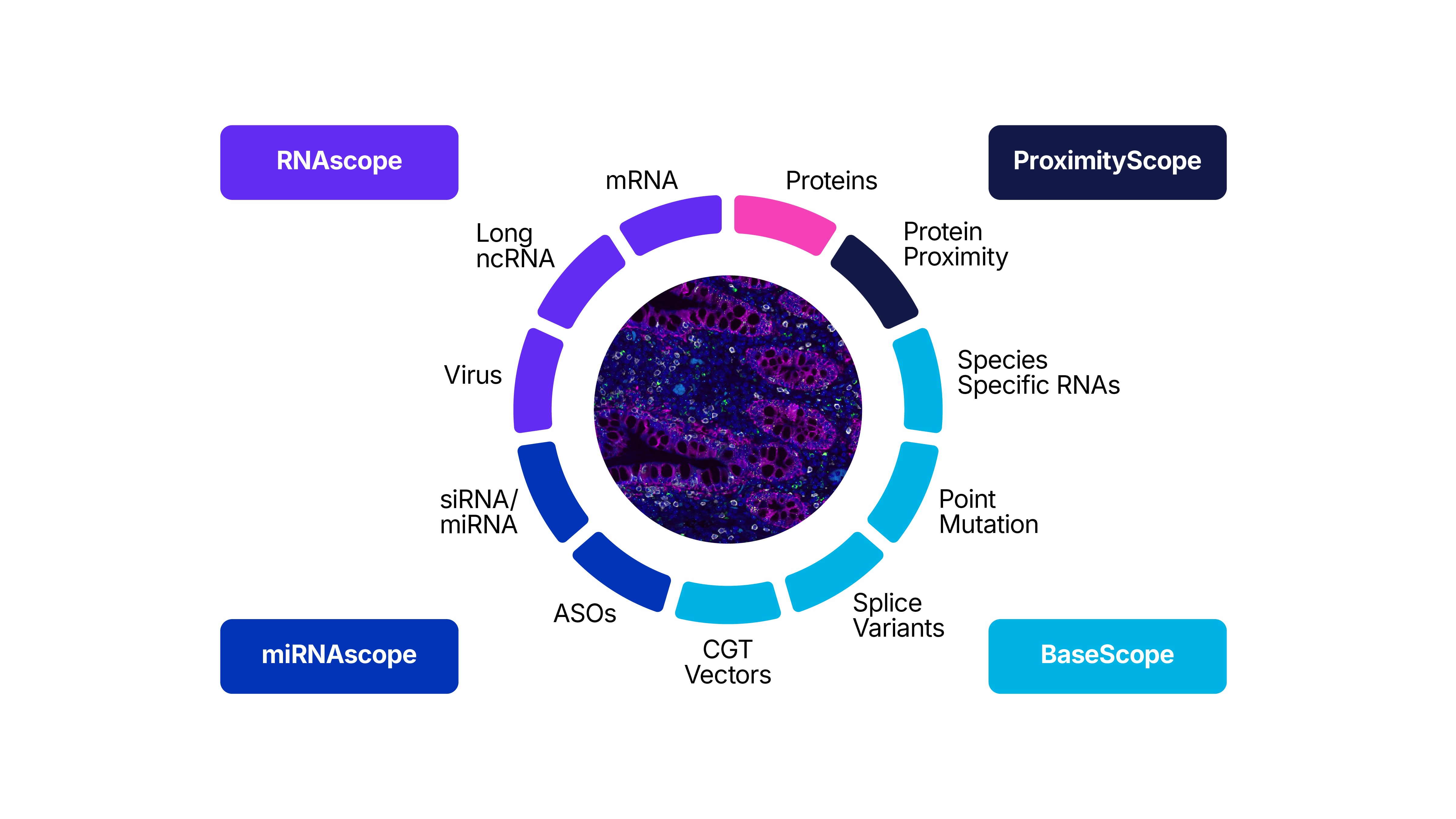 ACD Spatial Portfolio Graphic