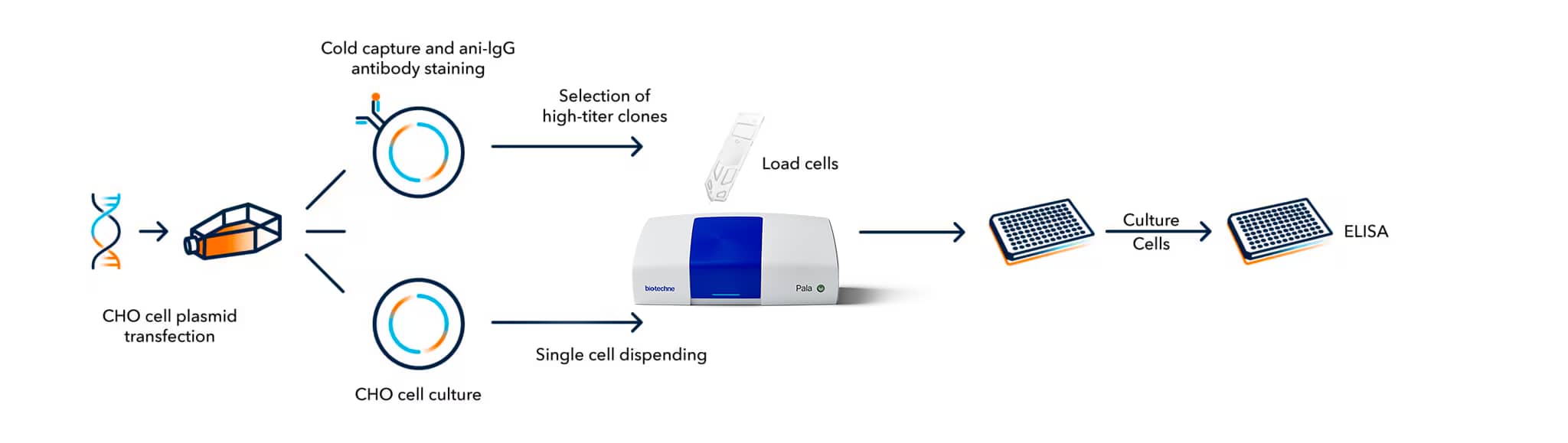 Workflow highlighting the use of Bio-Techne's single cell sorters and dispensers in a CHO cell line development workflow for antibody production 