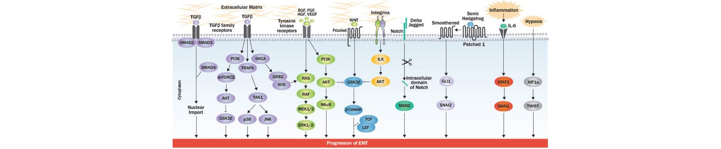 Emt Pathway Progression