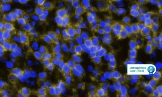 Detection of CD34 in Human Kidney via Multiplex Immunofluorescence (mIF) staining on COMET™