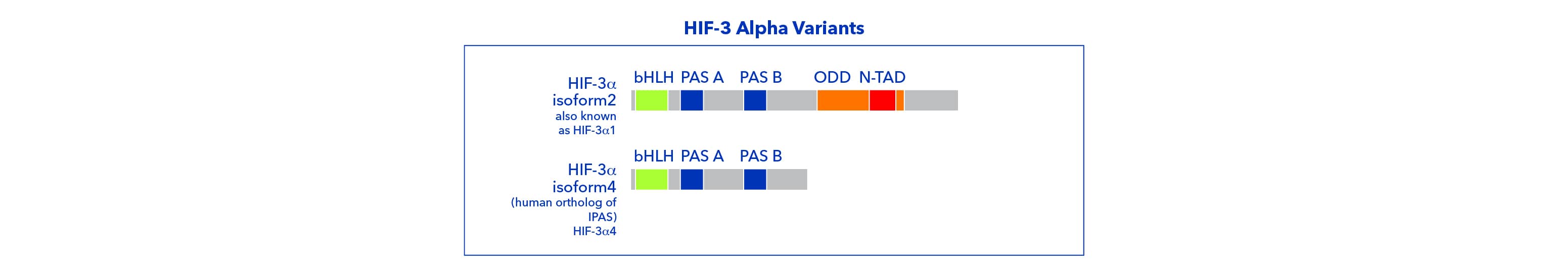 HIF-3 Alpha Variants