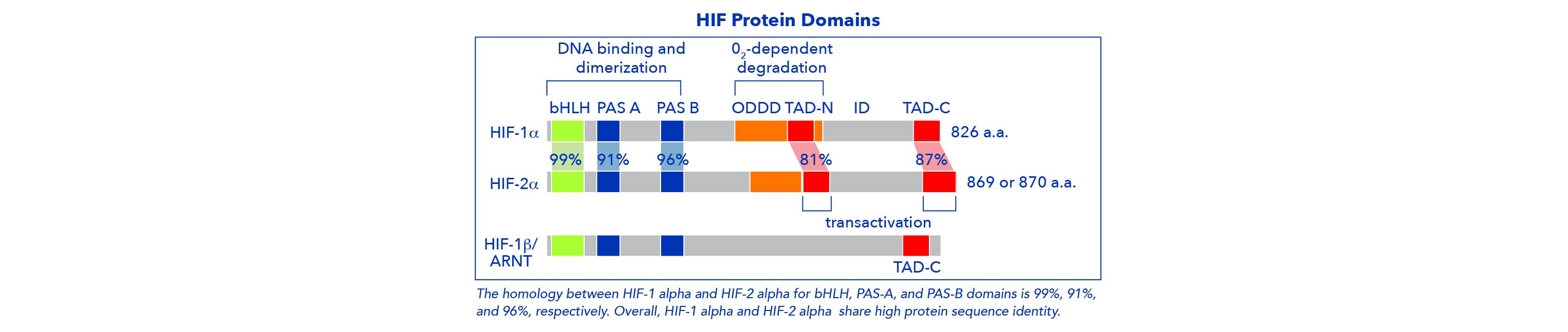 HIF Protein Domains