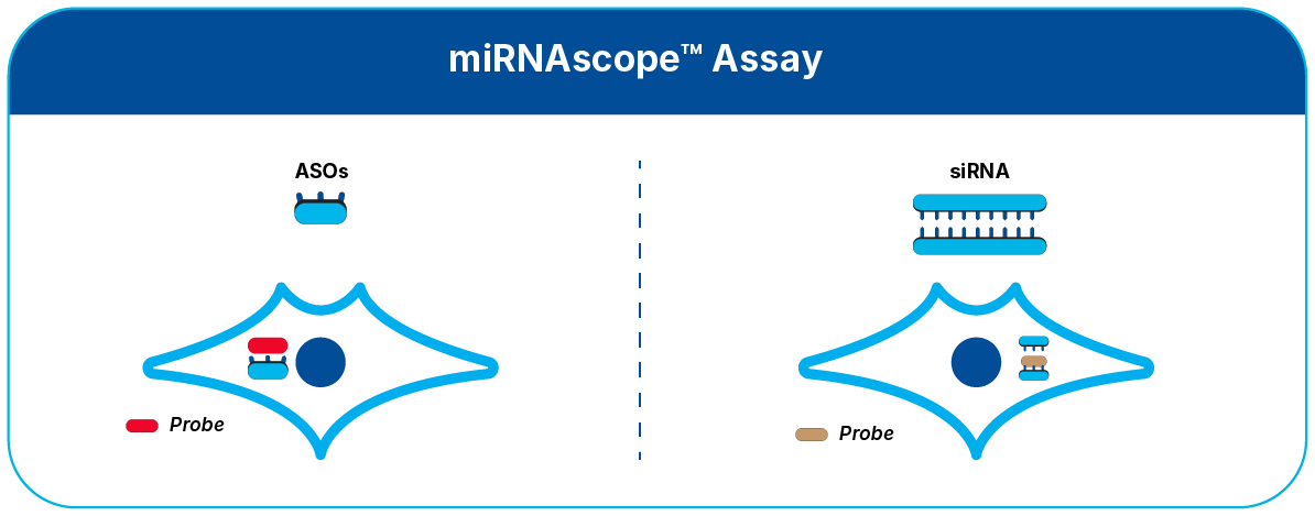 miRNAscope™ Assay illustration 1