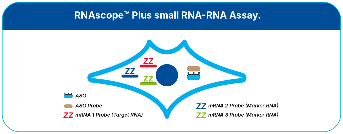 RNAscope PLUS Assays illustration