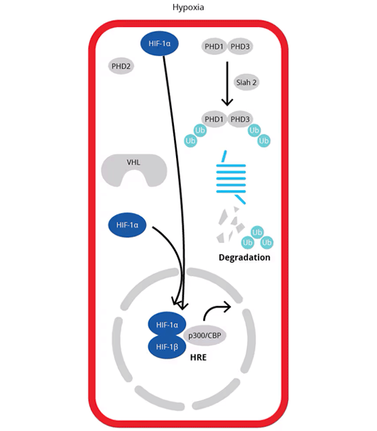 Hypoxia Regulation