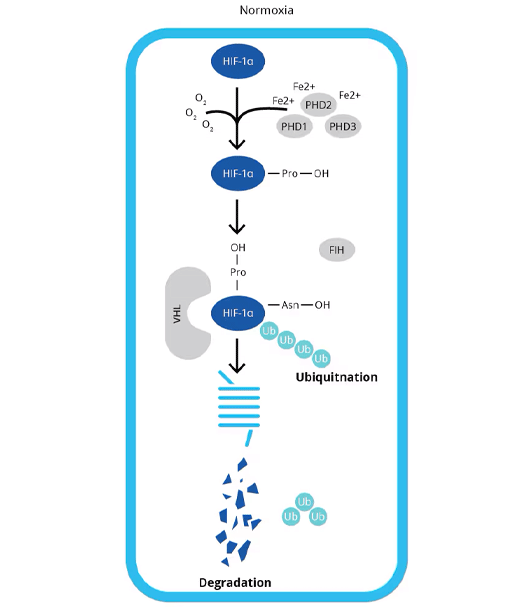 Normoxia regulation 