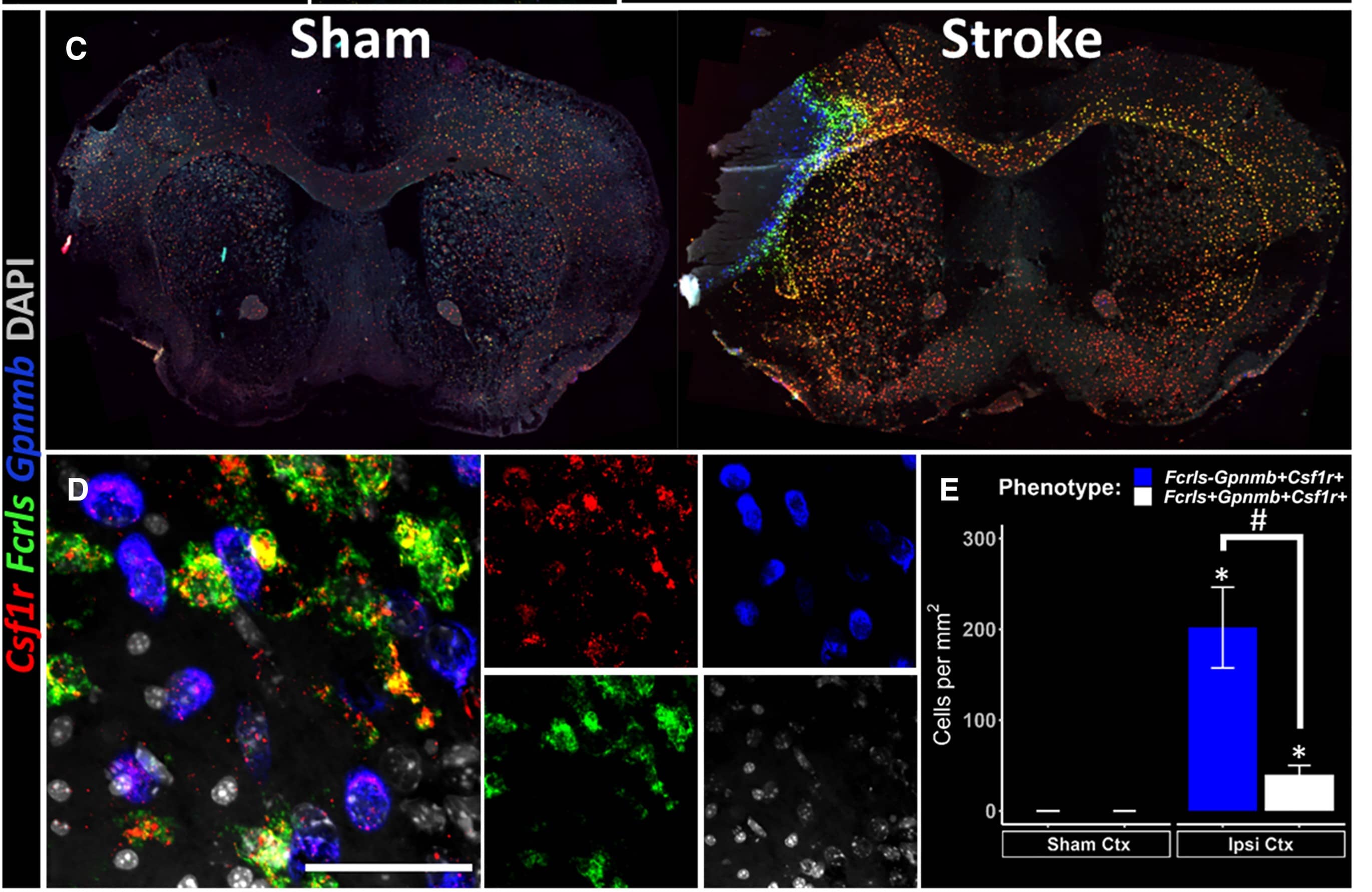 spatially resolving microglial and non-microglial transcriptional phenotypes