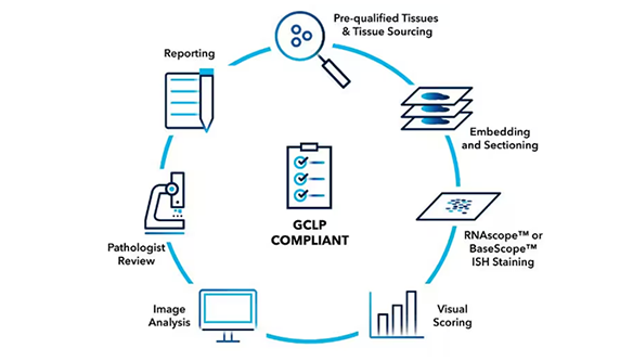 Illustration of the GCLP-compliant RNAscope assay services available from Bio-Techne