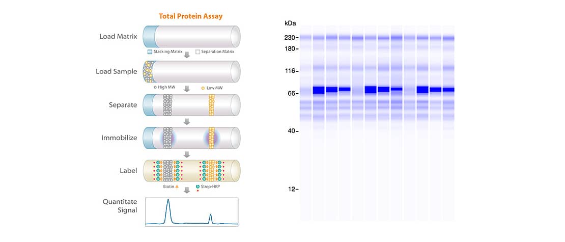 Simple Western Total Protein Detection Schematic 