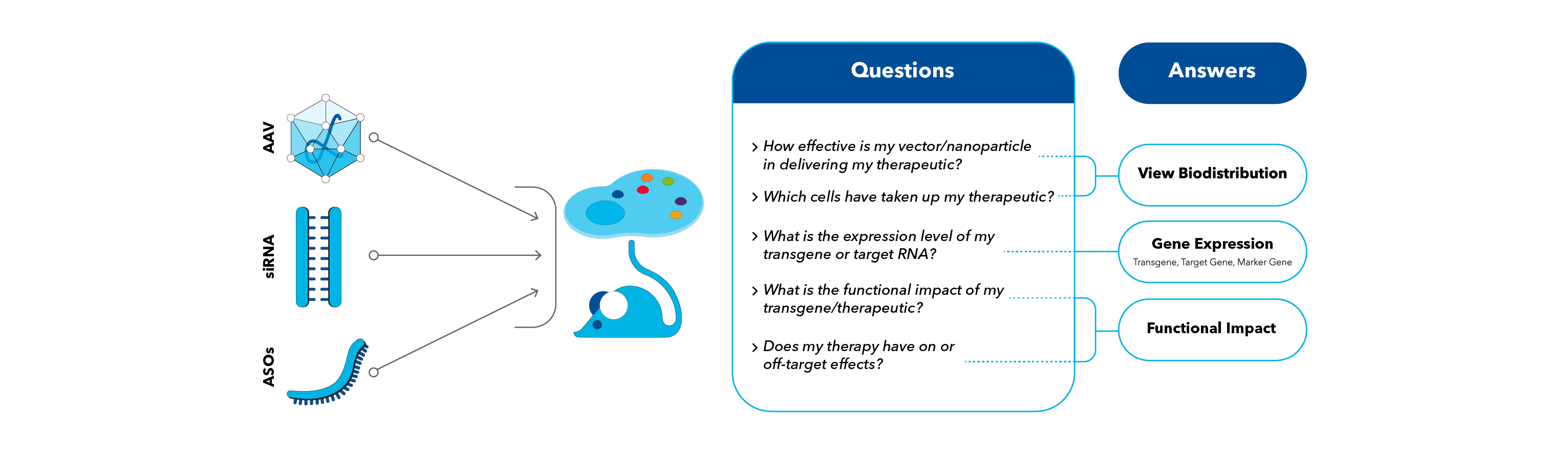 Illustration of the type of questions relating to gene therapy that can be answered with RNAscope