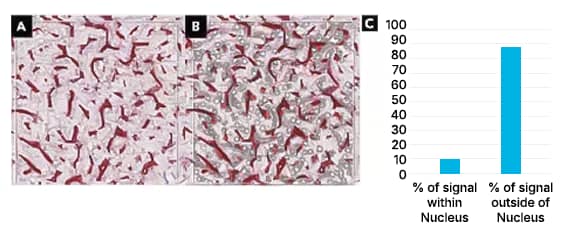 RNAscope uniquely enables visualization of cellular uptake and cellular tropism.