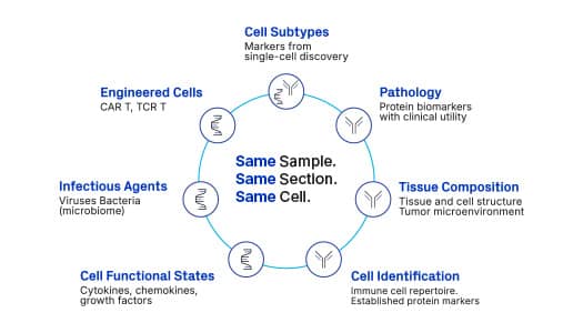 Graphic highlighting the unlimited potential uses of RNAscope in spatial biology