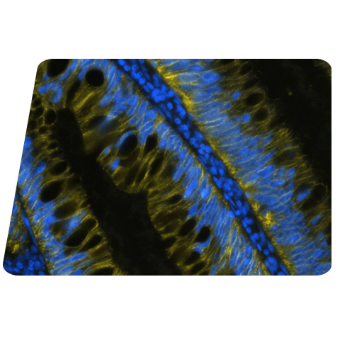 Validated Antibodies for Multiplex Immunofluorescence (mIF) Hero Image