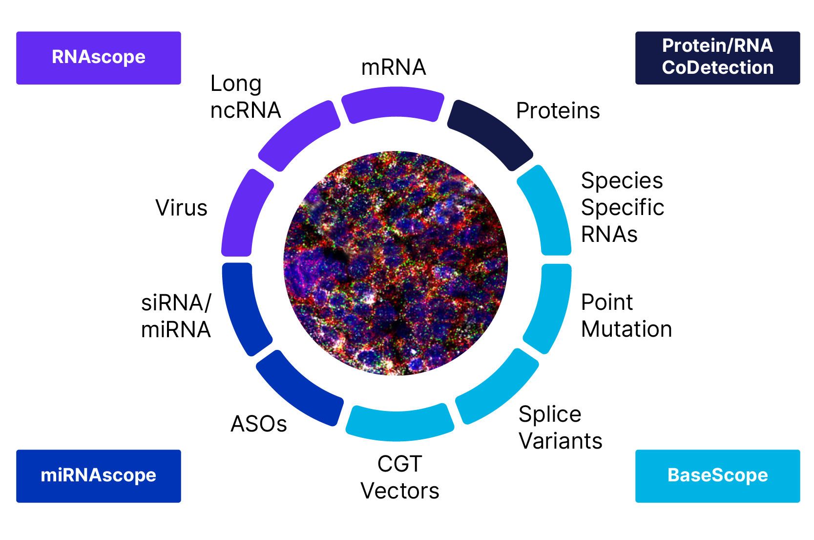 Spatial Biology Hub RNAscope Infographic