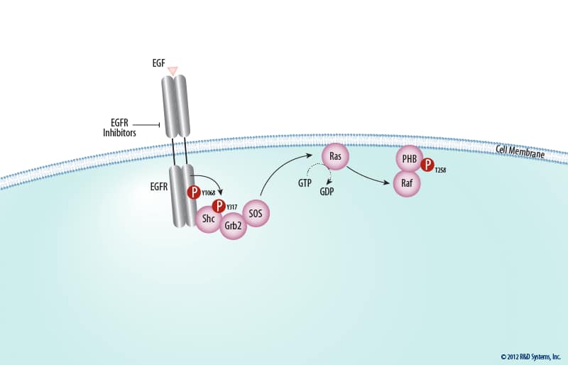 Ras Activation at the Plasma Membrane