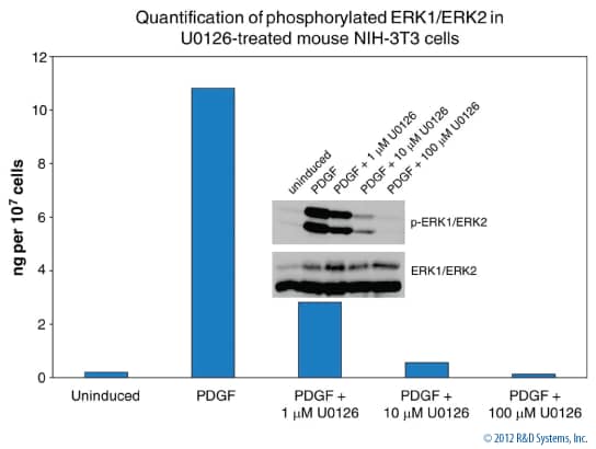 Phosphorylated ERK1/ERK2 in NIH-3T3 Cells