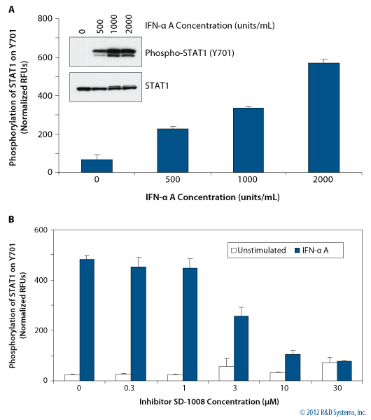 Measurement of STAT1 (Y701) Phosphorylation in HeLa Cells