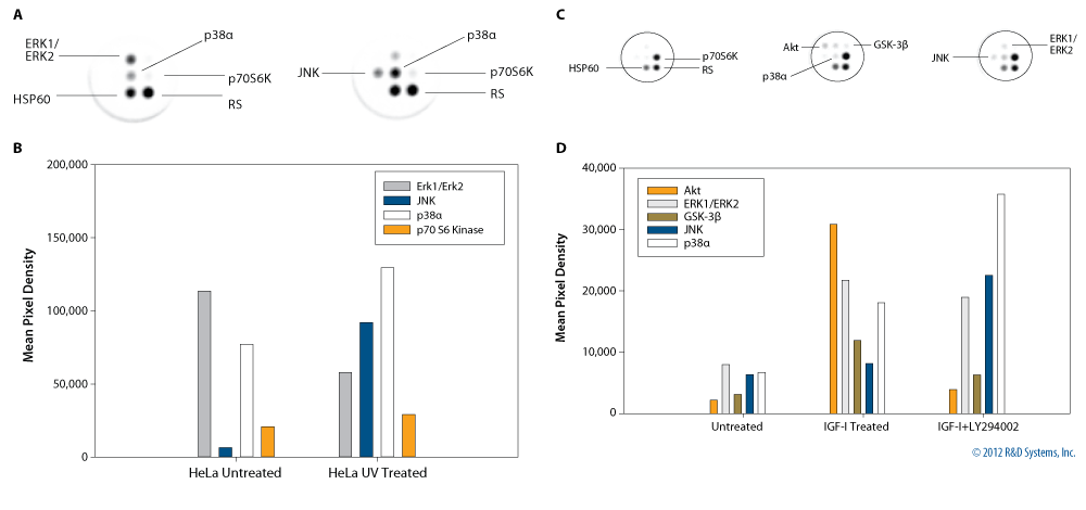 Detection of MAP Kinase Phosphorylation