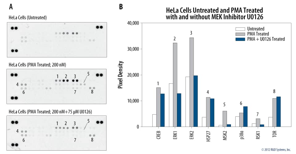 Effect of MEK1/2 Inhibitor U0126 on the ERK Pathway