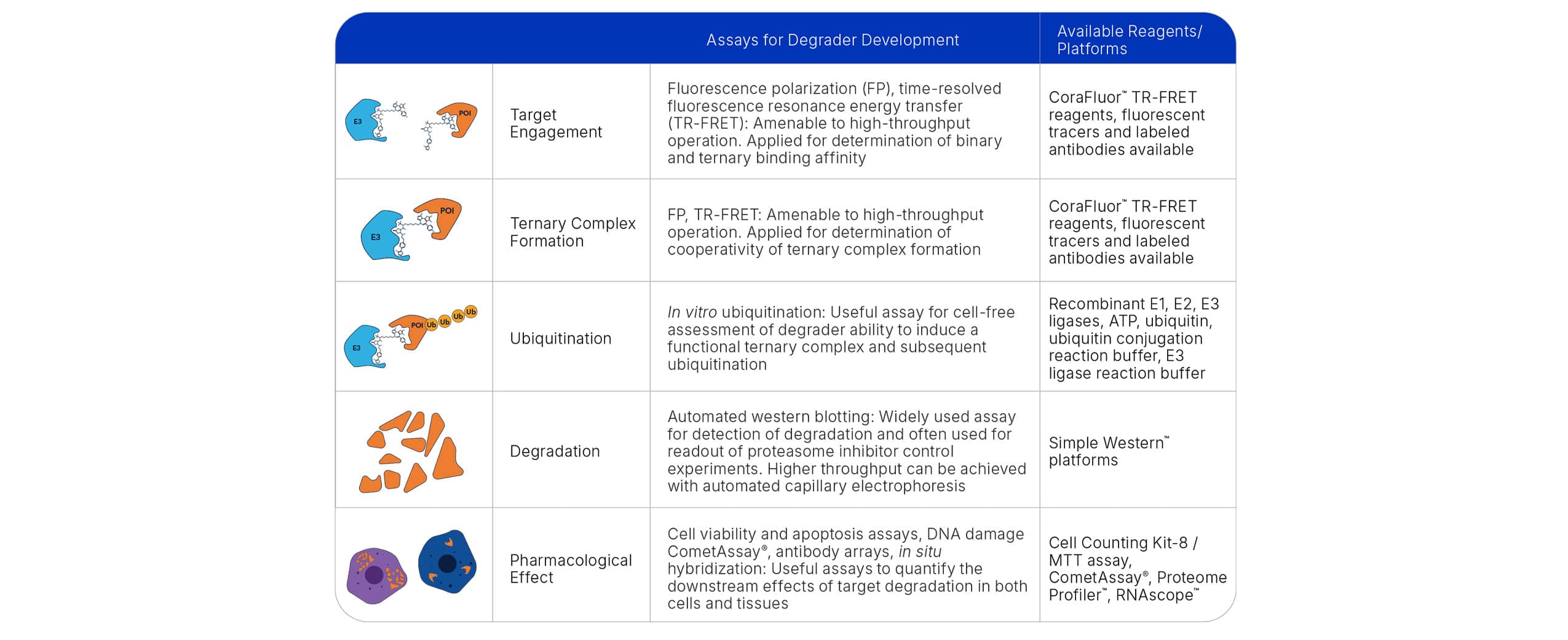 Assays for Degrader Development