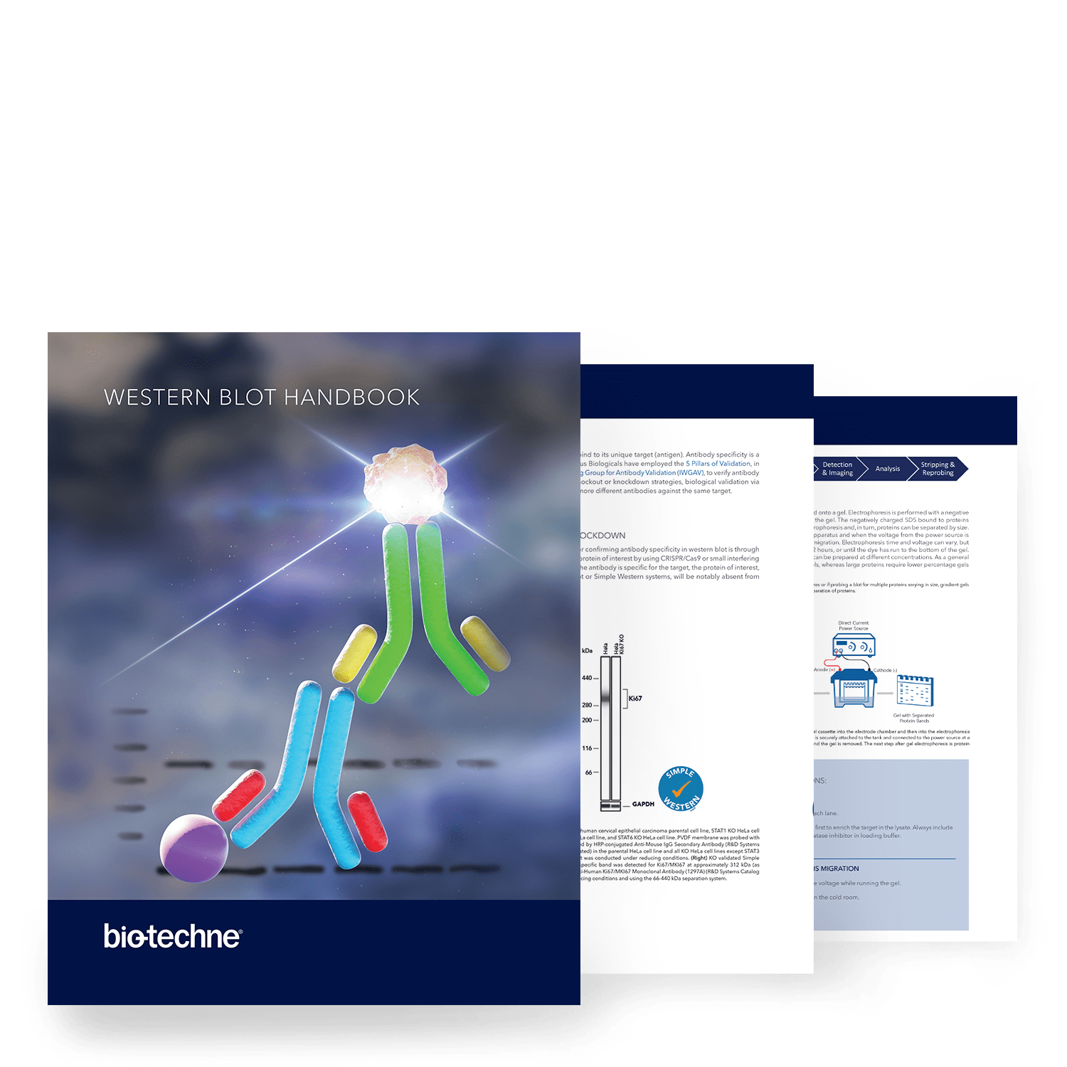 Western Blot Handbook Hero Image