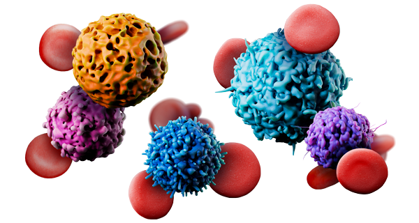Hematology white and red blood cells, leukoctyes