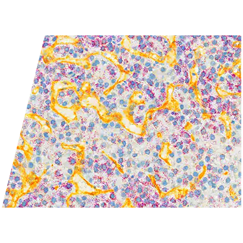 rnascope-10c-liver-cd31-yellow