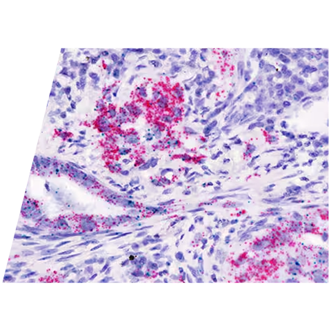 rnascope-c1-adora2b-c2-cd73