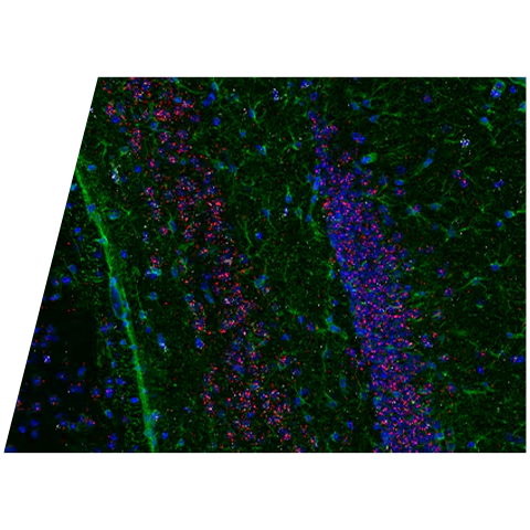 rnascope-icwv2-ffmsbrain