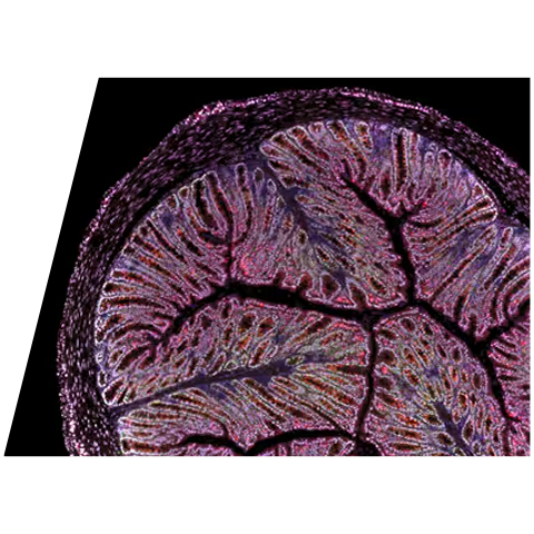 rnascope-mouse-colon