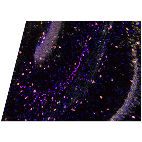 rnascope-msbrain-pr4-10x