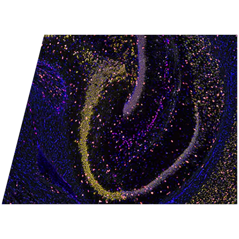 rnascope-msbrain-pr4