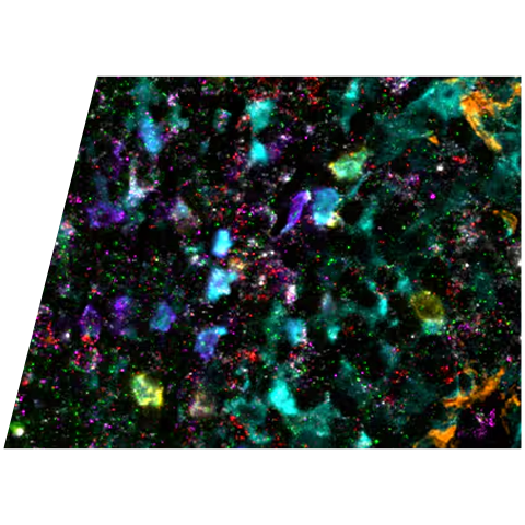 rnascope-protein-mrna