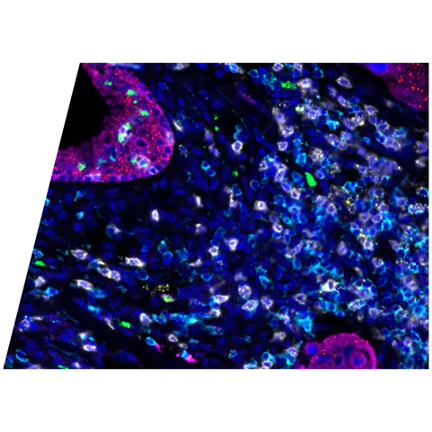 rnascope-proximityscope-2