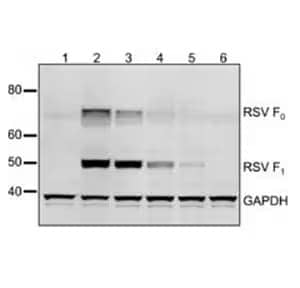 Western blot analysis showing lysates infected with vectors with or without RSV Fusion gene protein at varying positions probed for RSV, using Mouse anti-Respiratory Syncytial Virus Monoclonal Antibody and GAPDH as a loading control.