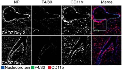 Influenza A H1N1 nucleoprotein expression detected in infected lung tissue with corresponding CD11b and F4/80 expression.