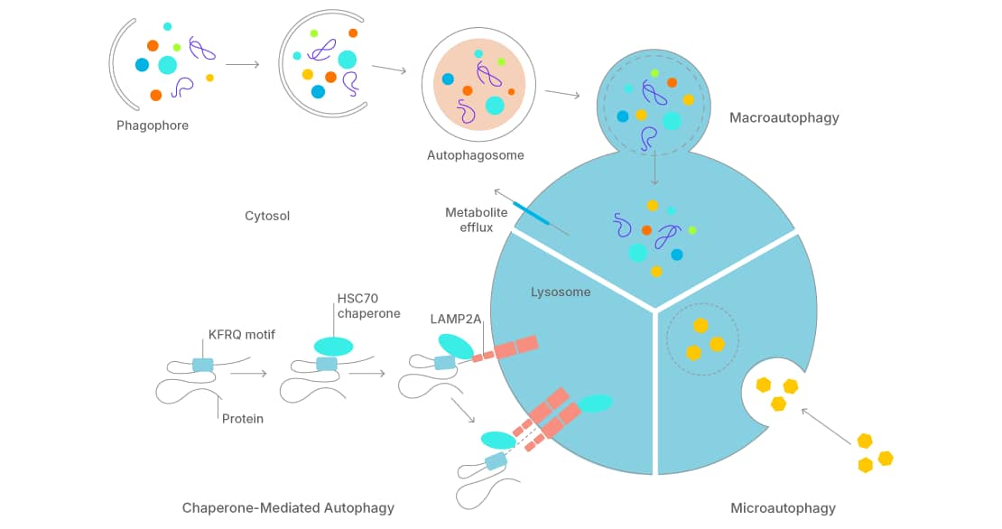 Hsc70: A Chaperone Protein With Diverse Cellular Functions | HSPA8 ...