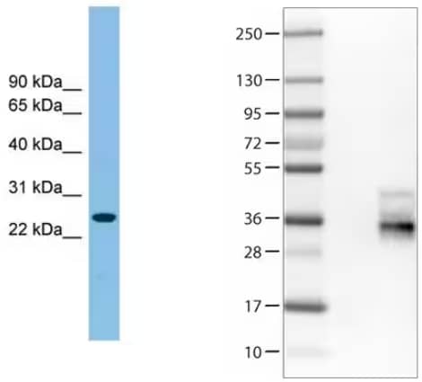 Tetraspanin-7 was detected in HEK293T cell lysates overexpressing tspan7 by Western blot using tspan7 mouse monoclonal antibody.