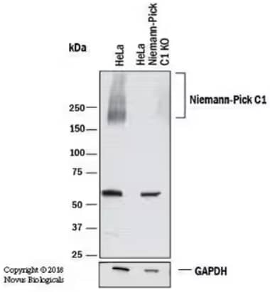 Western blot analysis showing lysates from parental HeLa cell line and NPC1 knockout (KO) cell line probed for NPC1 with Rabbit anti-Human NPC1 Polyclonal Antibody, revealing a specific band in the HeLa parental cell line but not in the KO cell line.