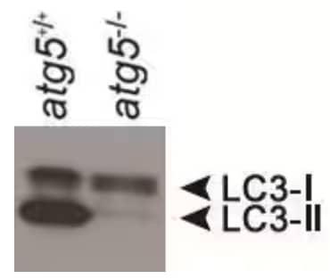 Western Blot: LC3 Antibody