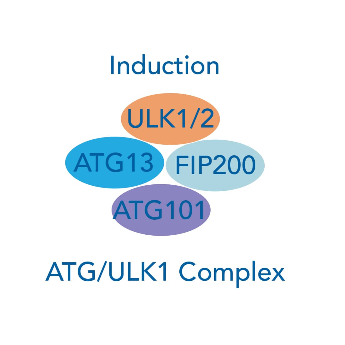 Autophagy induction signaling