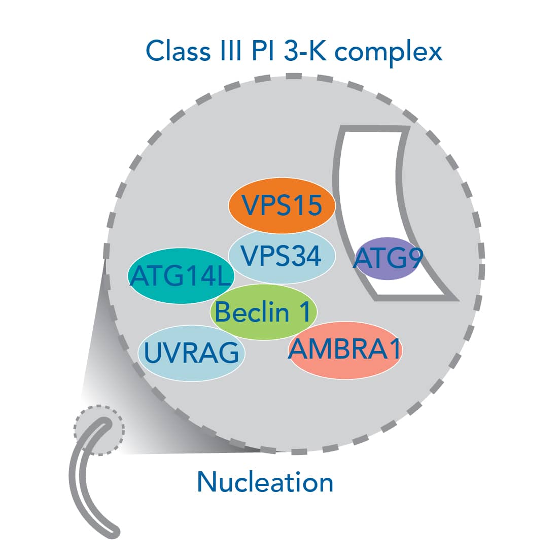 Autophagy nucleation, phagophore formation signaling pathway, induction, autophagosome formation and elongation, ATGs