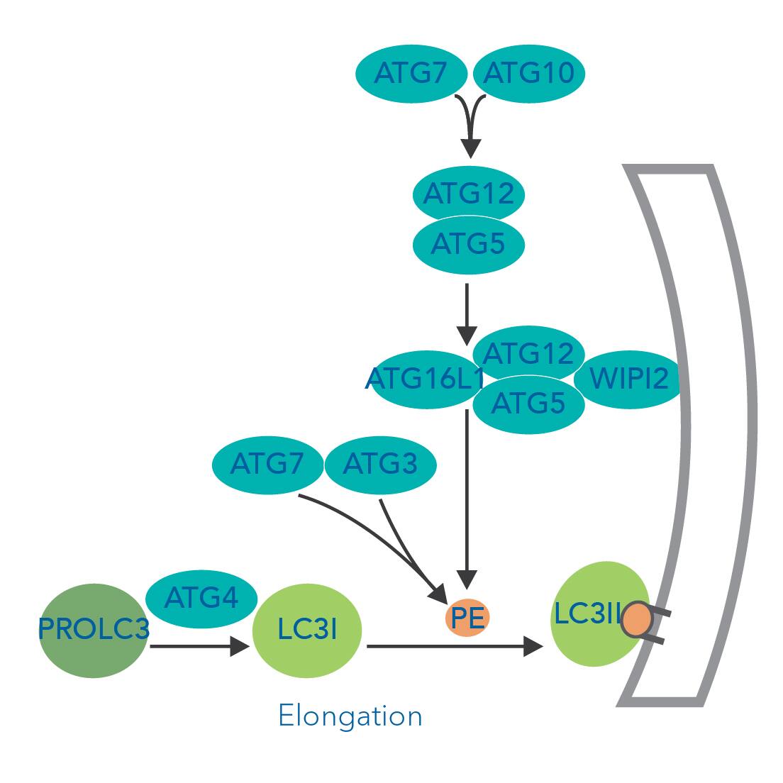 Autophagy elongation, autophagosome formation signaling