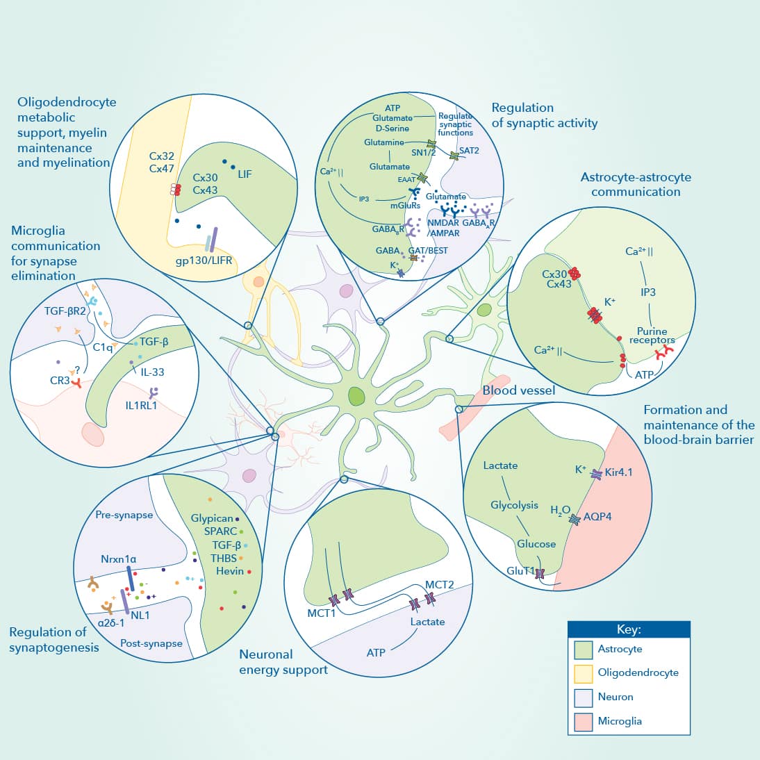 In the CNS astrocytes have different functions including modulation of synaptic activity and synaptogenesis, communication with other astrocytes, oligodendrocytes and microglia, as well as modulation of the blood brain barrier.