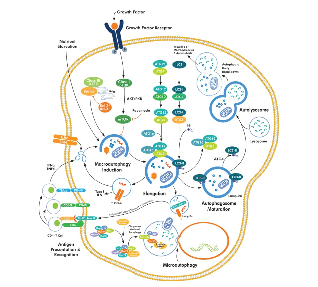 Autophagy Related Proteins Illustration